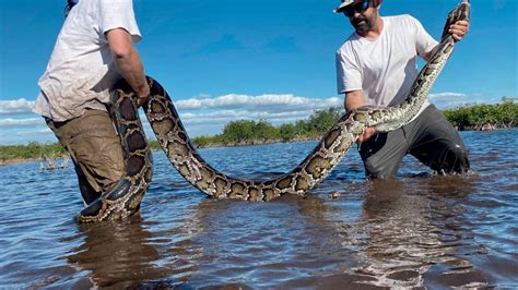 caught pornhub|Pythons in Florida, Everglades: See biggest snakes caught; 1 .